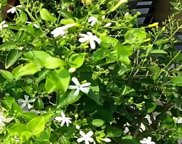 Aromatic Flower Jui (Jesmine) has significant value (Medicinal):