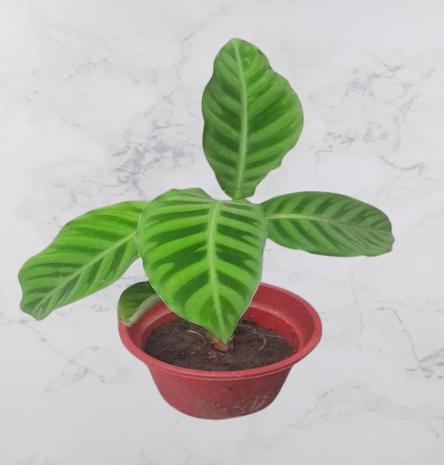 Amazing Houseplants—-CALATHEA